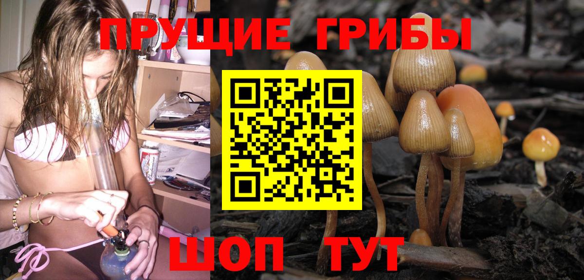 Псилоцибиновые грибы Psilocybine cubensis Курган